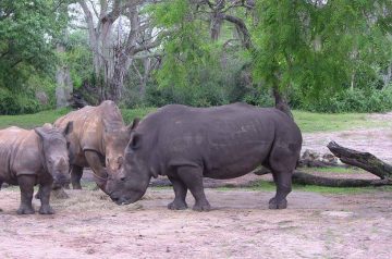 I Wish To Go To Disney World - Ajani Grazette