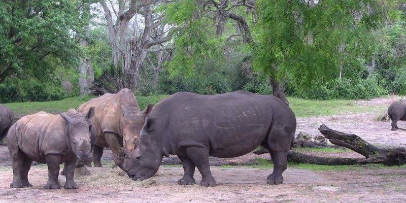 I Wish To Go To Disney World - Ajani Grazette