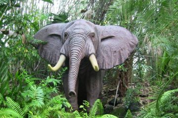 I Wish To Go To Disney World - Ajani Grazette