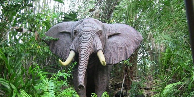 I Wish To Go To Disney World - Ajani Grazette