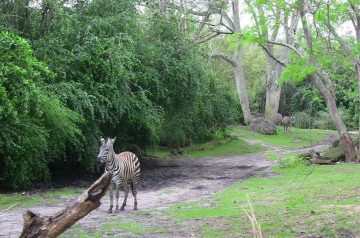 I Wish To Go To Disney World - Ajani Grazette