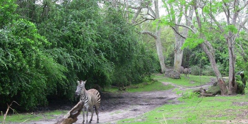 I Wish To Go To Disney World - Ajani Grazette