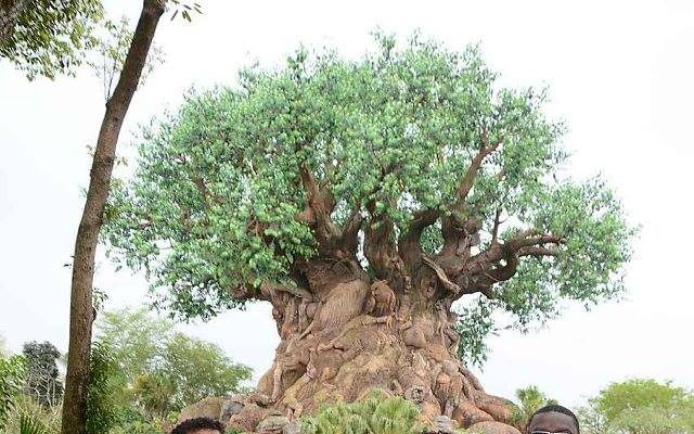 I Wish To Go To Disney World - Jalea Walrond