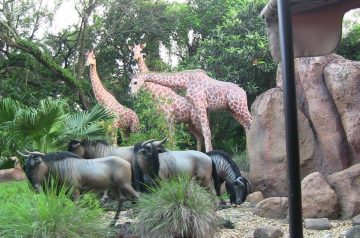 I Wish To Go To Disney World - Jalea Walrond