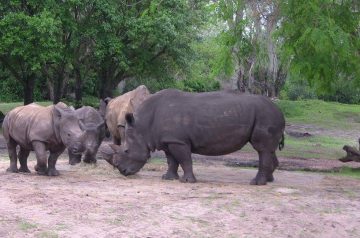 I Wish To Go To Disney World - Jalea Walrond