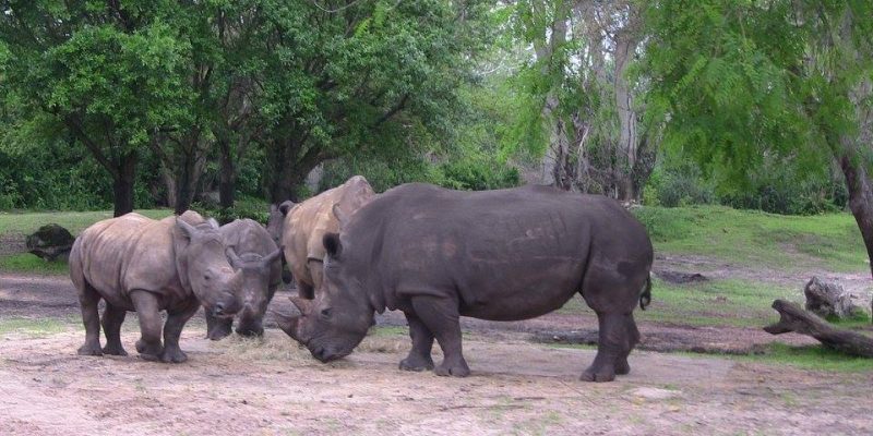 I Wish To Go To Disney World - Jalea Walrond