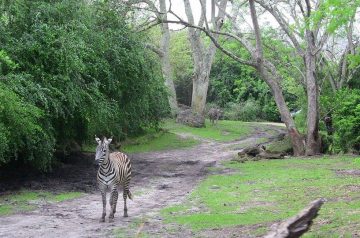 I Wish To Go To Disney World - Jalea Walrond